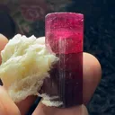 specimen video