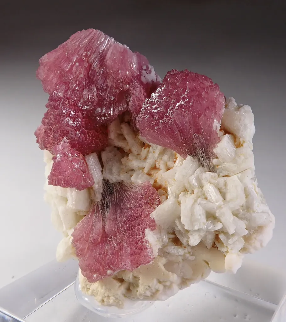 Rubellite with Albite image