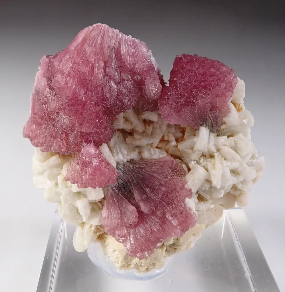 Rubellite with Albite - image 2