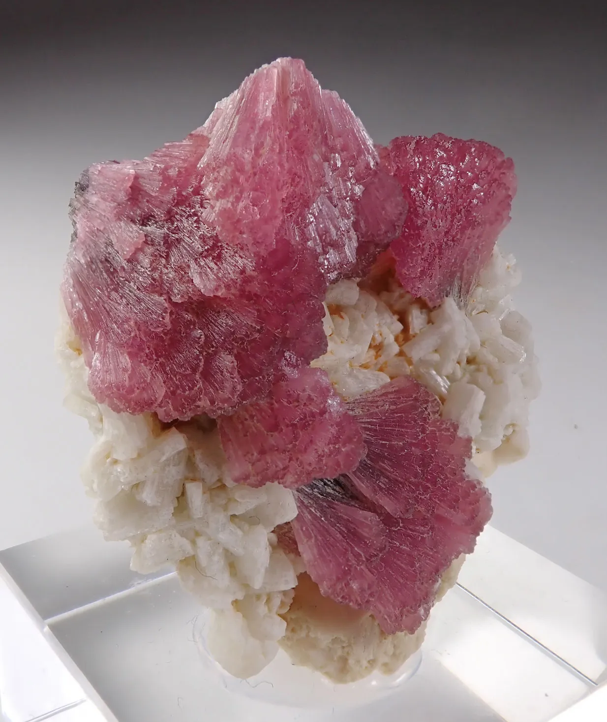 Rubellite with Albite - image 4