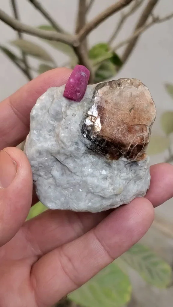 specimen video