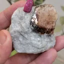 specimen video