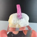 specimen video