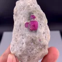 specimen video