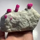 specimen video