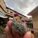 Ruby from Afghanistan, Kabul, Jegdalek ruby deposit - image 9