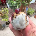 specimen video