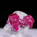 specimen video