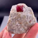 specimen video