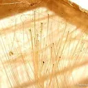Rutilated Quartz - image 2