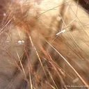 Rutilated Smoky Quartz - image 3