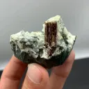 specimen video