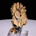 specimen video