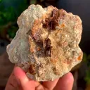 specimen video