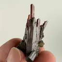 specimen video