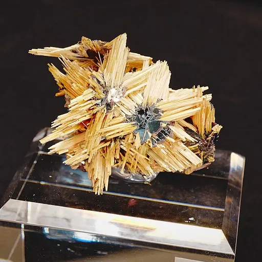 specimen video