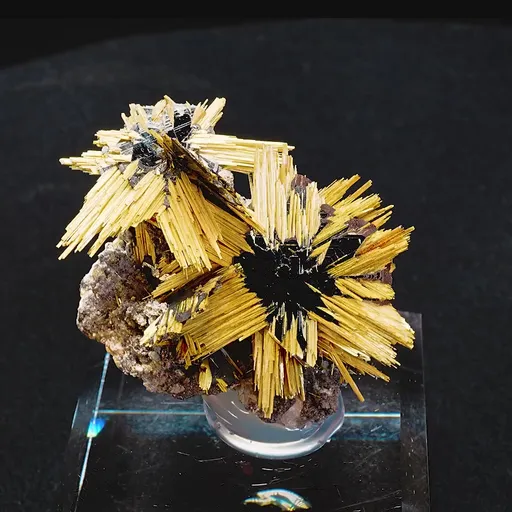 specimen video