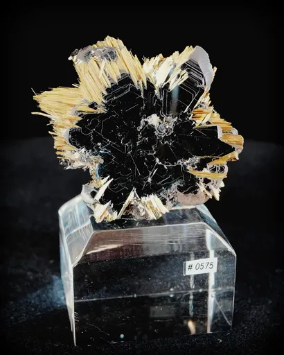 specimen video