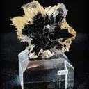specimen video