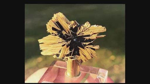 specimen video
