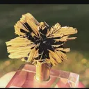 specimen video
