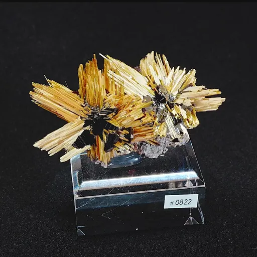specimen video