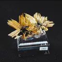 specimen video