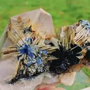 specimen video