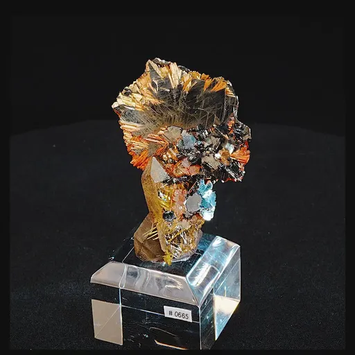 specimen video