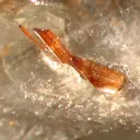 Rutile, Muscovite - image 3