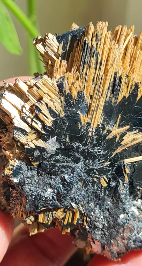 Rutile on Hematite from Novo Horizonte, Bahia, Brasil. Golden Rutile needles on metallic Hematite. Reflective and shiny - image 4