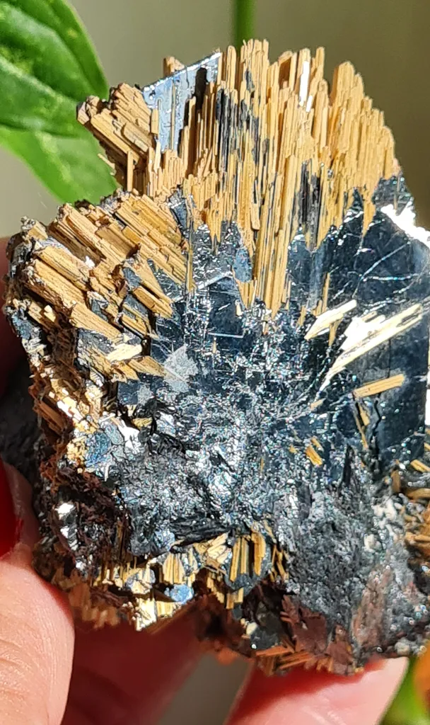 Rutile on Hematite from Novo Horizonte, Bahia, Brasil. Golden Rutile needles on metallic Hematite. Reflective and shiny image