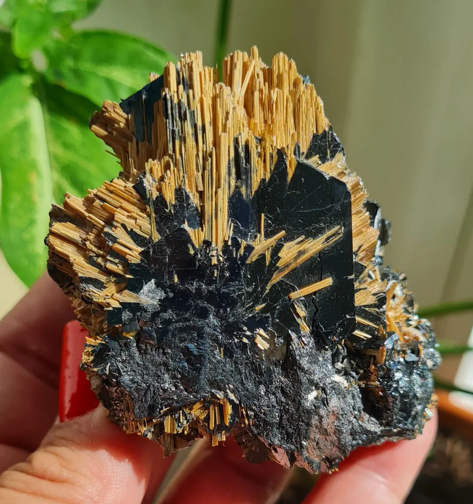 Rutile on Hematite from Novo Horizonte, Bahia, Brasil. Golden Rutile needles on metallic Hematite. Reflective and shiny - image 6