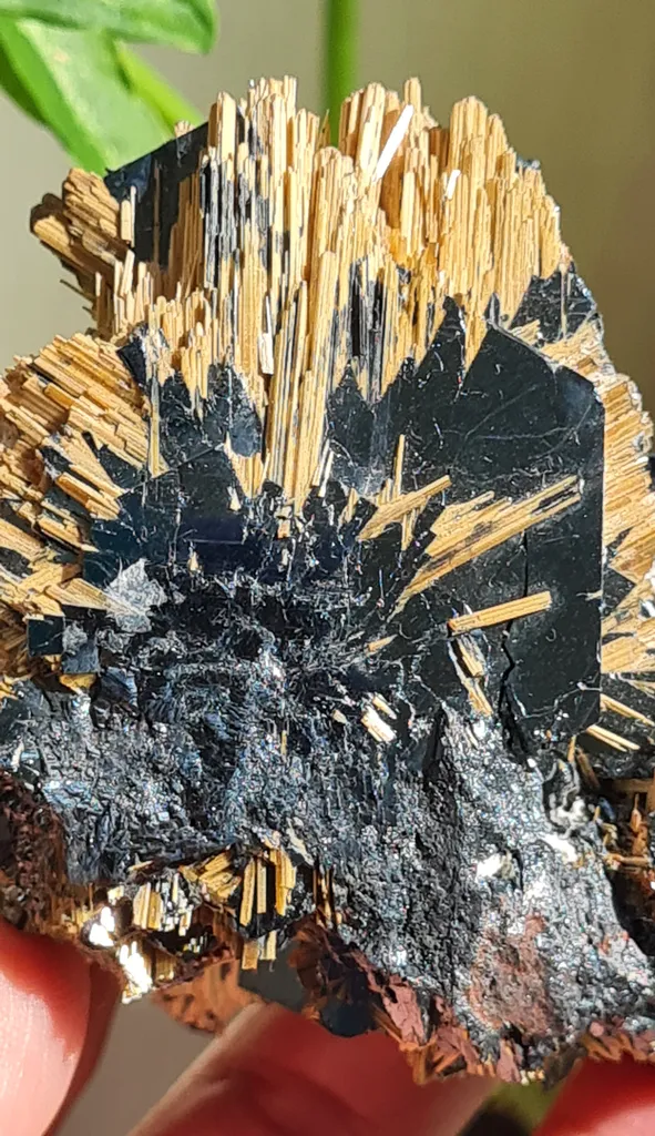 Rutile on Hematite from Novo Horizonte, Bahia, Brasil. Golden Rutile needles on metallic Hematite. Reflective and shiny - image 7
