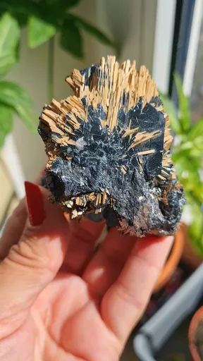 specimen video