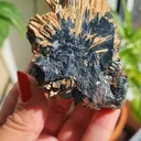 specimen video