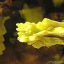 Saleeite - image 3