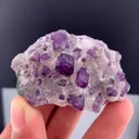 specimen video