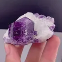 specimen video