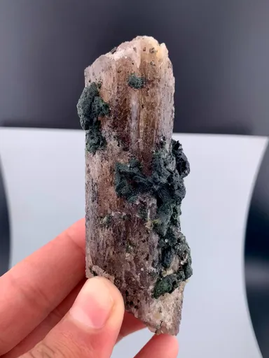specimen video
