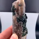 specimen video