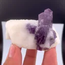 specimen video