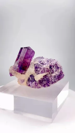 specimen video