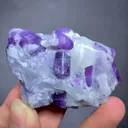 specimen video