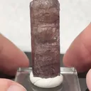 specimen video