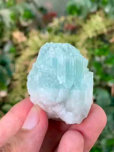 specimen video