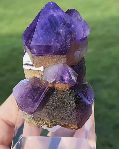 specimen video