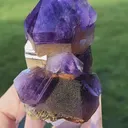 specimen video