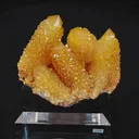 specimen video