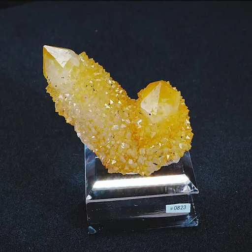 specimen video